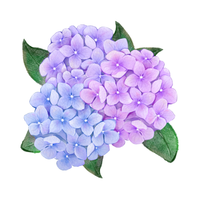 Hydrangea4936　0807指定18日 Hydrangeas Singapore | Hydrangeas Bouquet | FarEastFlora.com