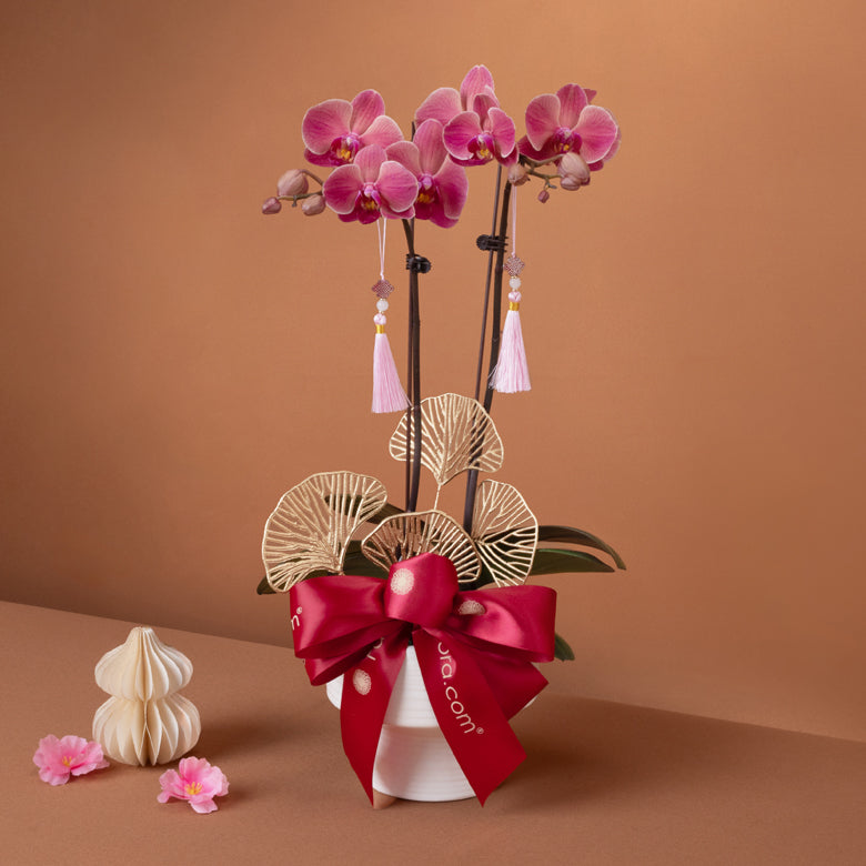 富贵盈春 Prosperity Bloom – Phalaenopsis