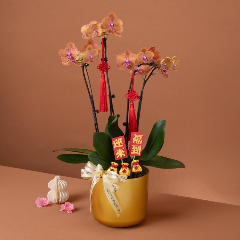 金采盈福 Golden Charm – Phalaenopsis