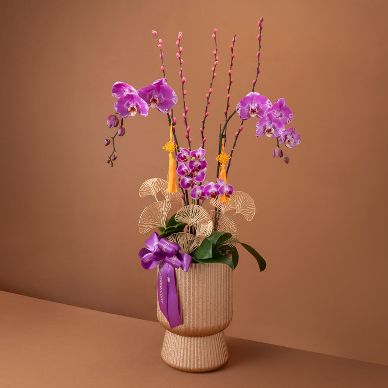 紫韵恒福 Eternal Bloom – Phalaenopsis