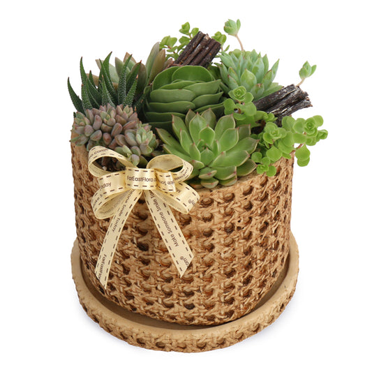 Resort Life - Succulents