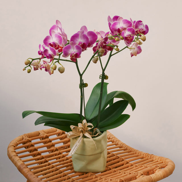 Amethyst Delight - Purple - White Phalaenopsis