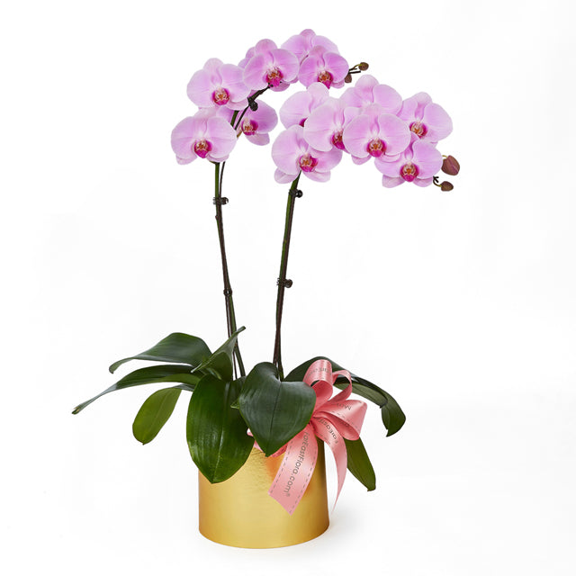 Luminous Glow - Pink Phalaenopsis