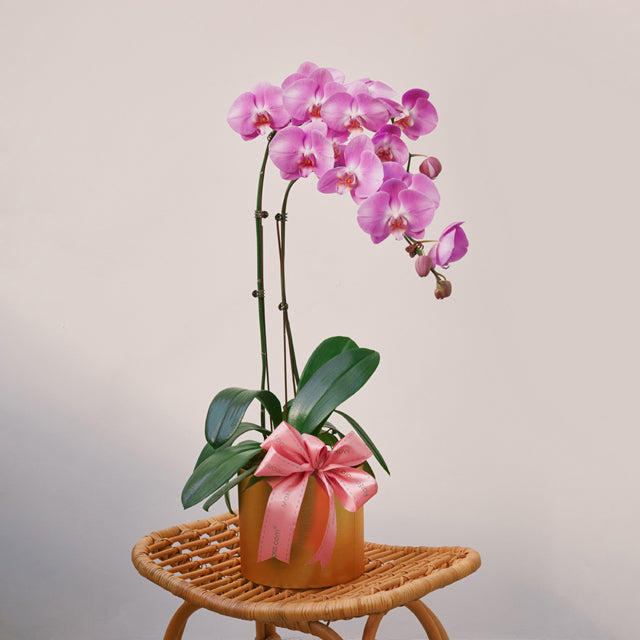 Luminous Glow - Pink Phalaenopsis