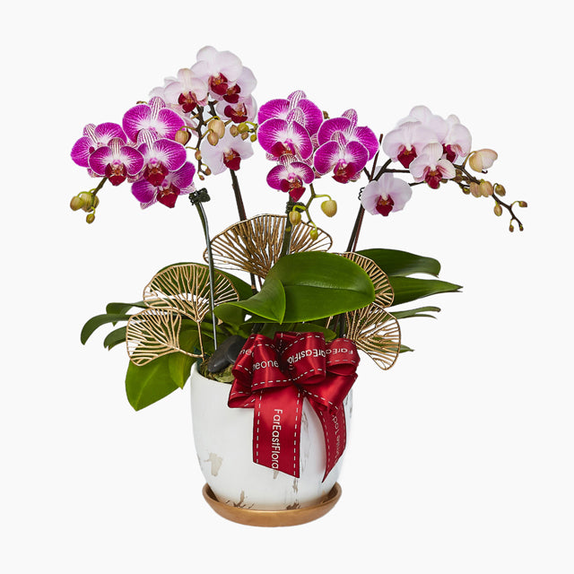 Garden Of Grace - Purple White Phalaenopsis