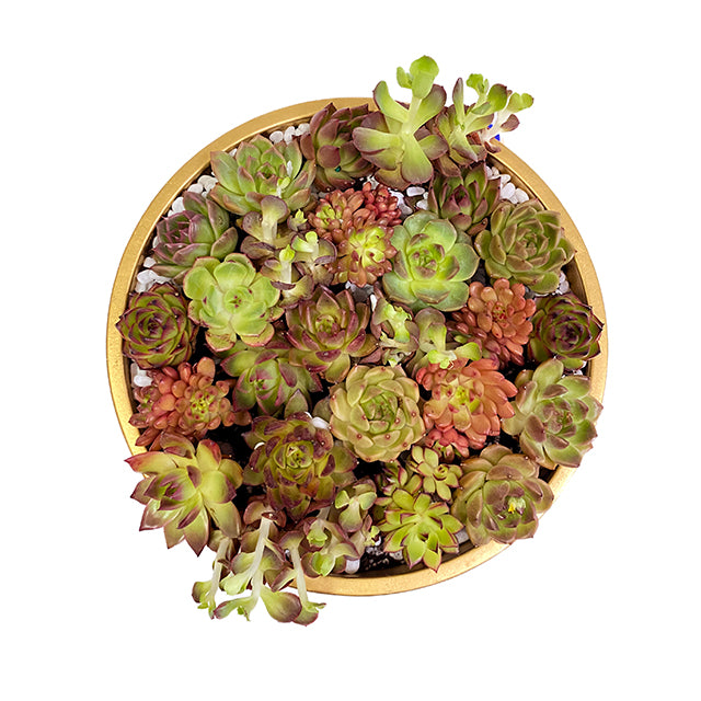 Golden Oasis - Succulents