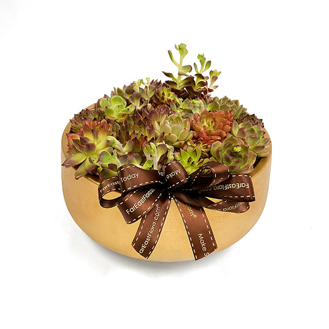 Golden Oasis - Succulents