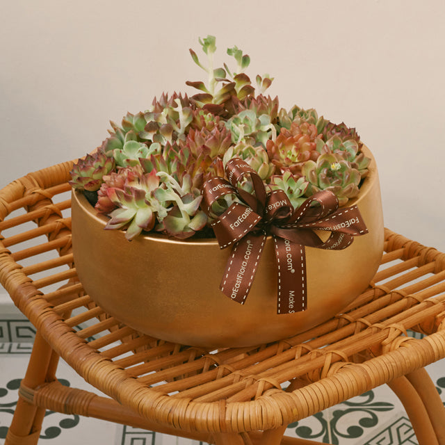 Golden Oasis - Succulents