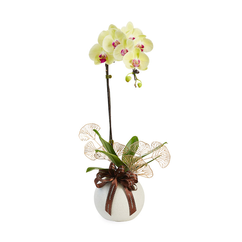 Regal Charm - Yellow Phalaenopsis
