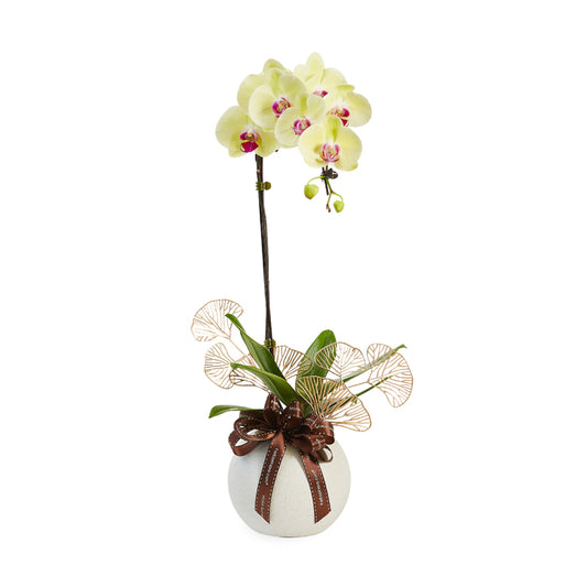 Regal Charm - Yellow Phalaenopsis