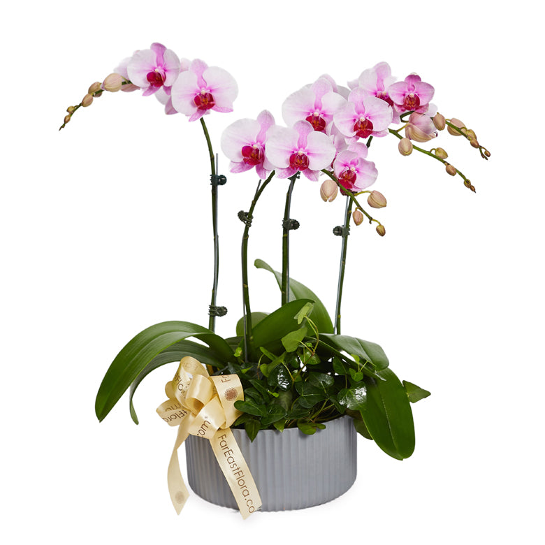 Blush Harmony - White Pink Phalaenopsis