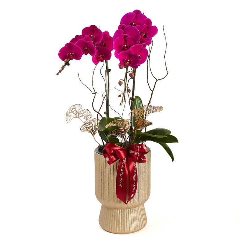 Royal Symphony - Purple Phalaenopsis