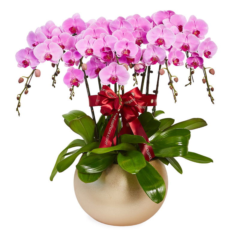 Garden Of Jewels - Pink Phalaenopsis