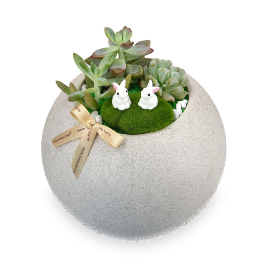 Tranquil Green - Succulents