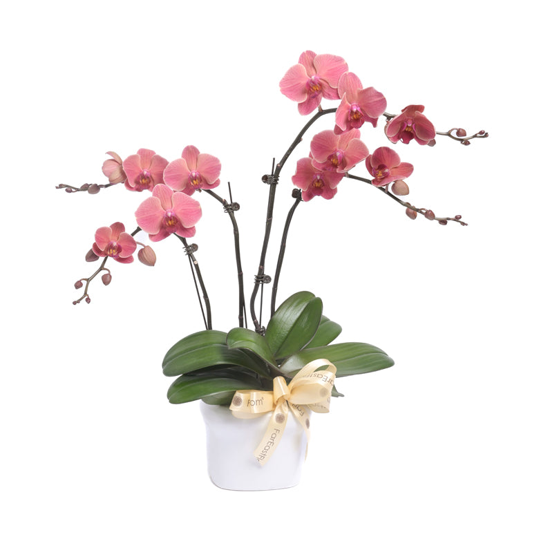 Autumn Bloom – Copper Mini Phalaenopsis