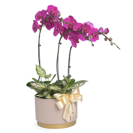 Velvet Bloom Harmony - Purple Phalaenopsis