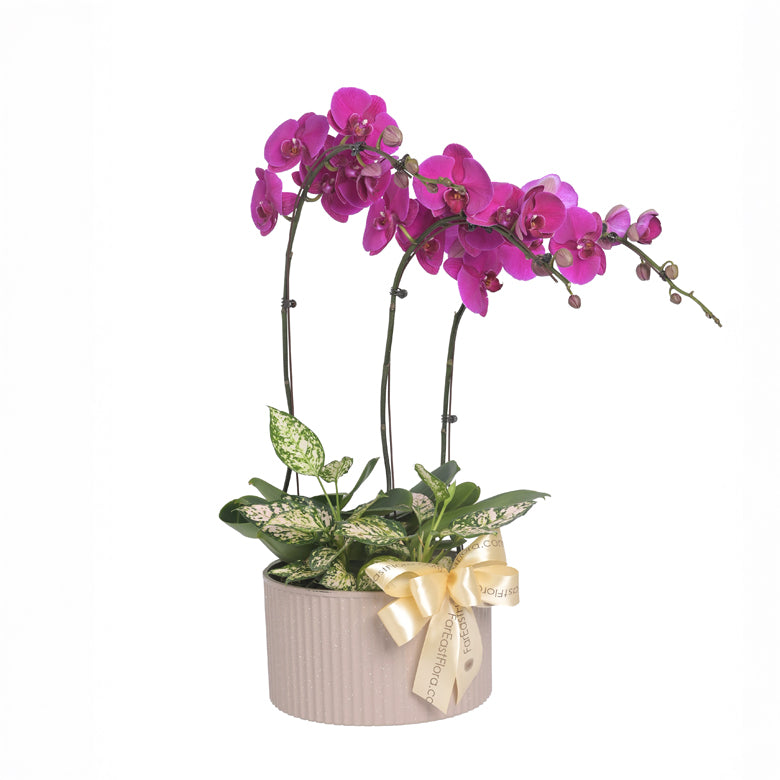 Velvet Bloom Harmony - Purple Phalaenopsis