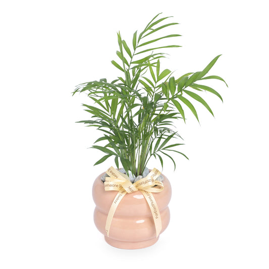 Cozy Breeze – Table Garden