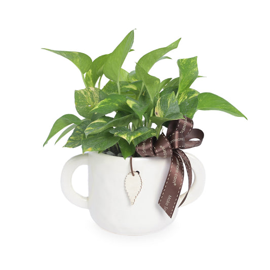 Tranquility Loop – Table Garden