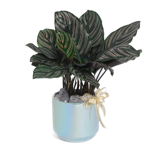 Hush Shine – Table Garden