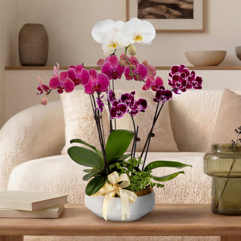Gilded Symphony – White Purple Copper Phalaenopsis