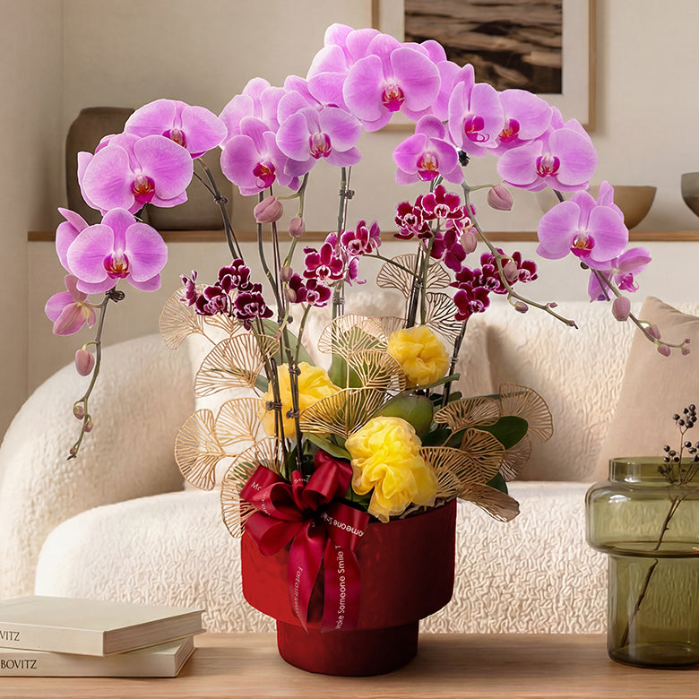 Blossom Royale – Pink Phalaenopsis