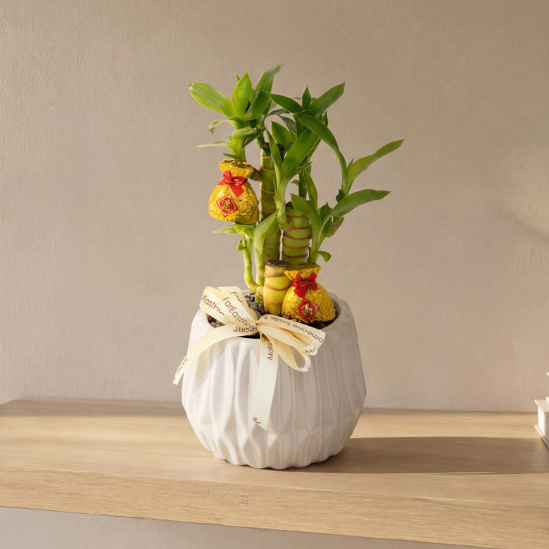 Good Fortune Bamboo – Table Garden