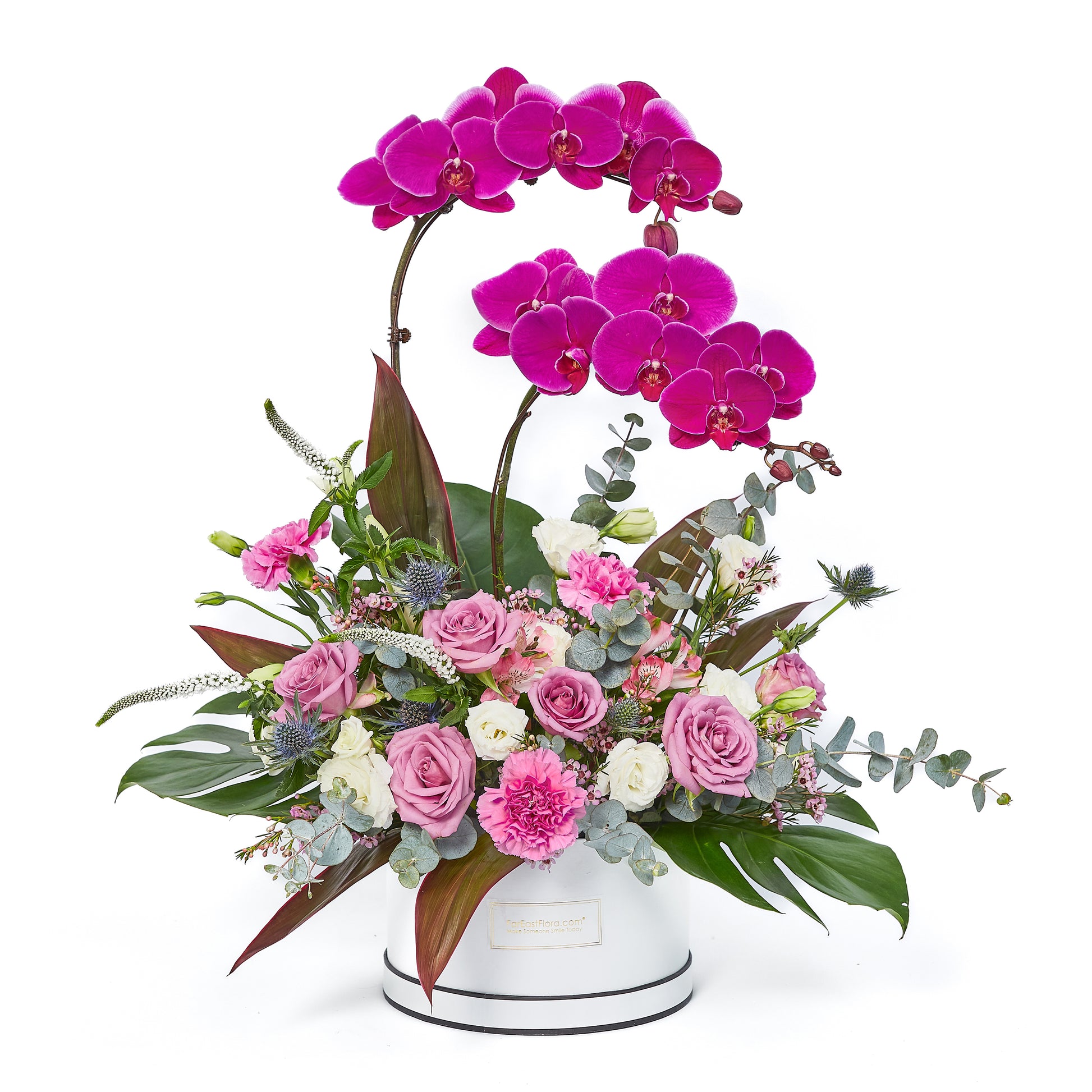 Eminence - Phalaenopsis Table Flowers