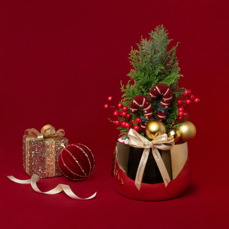 Jolly Fir Christmas Ellwoodii