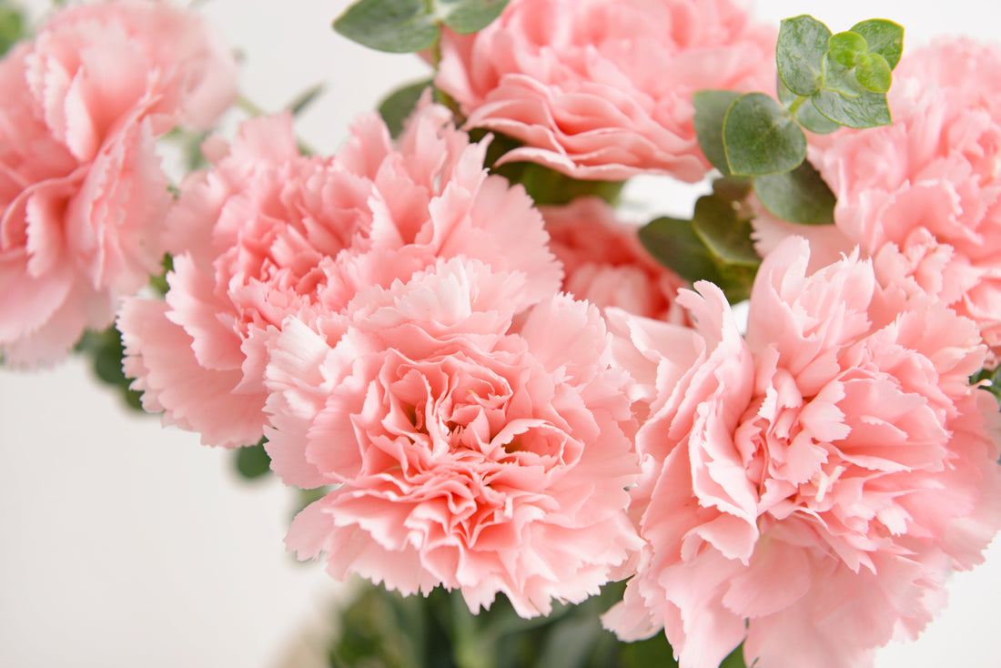 Why Carnations Make the Perfect First Anniversary Gift