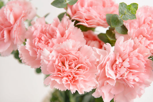 Why Carnations Make the Perfect First Anniversary Gift