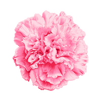 Carnations