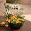 Panda Trio – Fengshui Gift