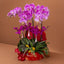 Chinese New Year Phalaenopsis 春雅兰境