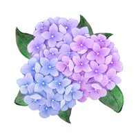 Hydrangeas