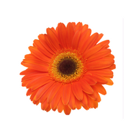 Gerbera