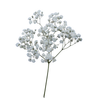 Baby’s Breath