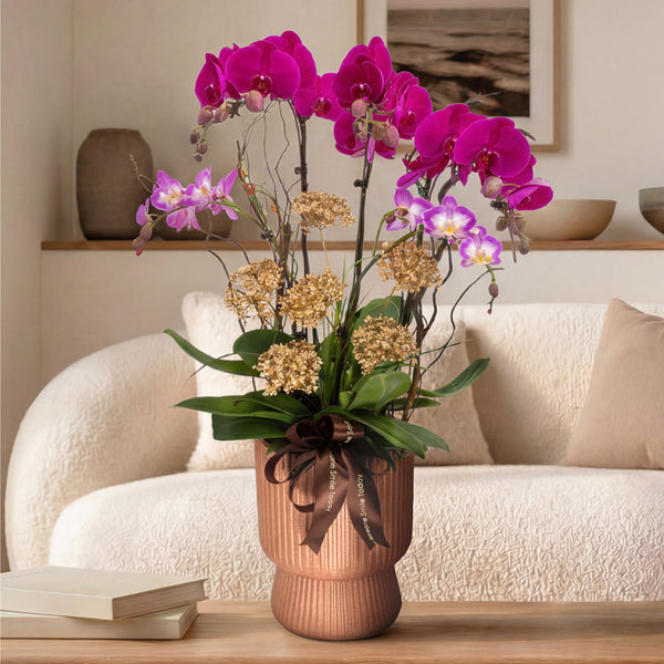Orchid Plants