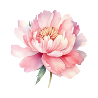 Peony