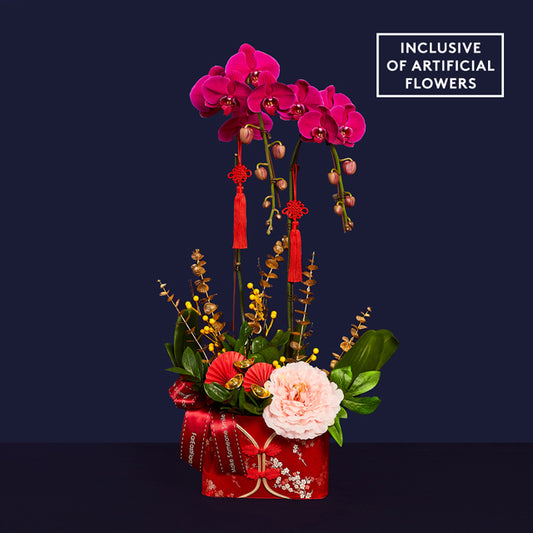 Blooms Of Longevity - Phalaenopsis
