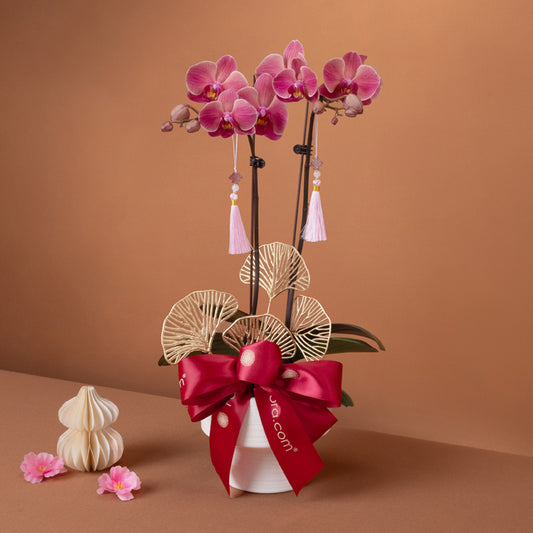 富贵盈春 Prosperity Bloom – Phalaenopsis