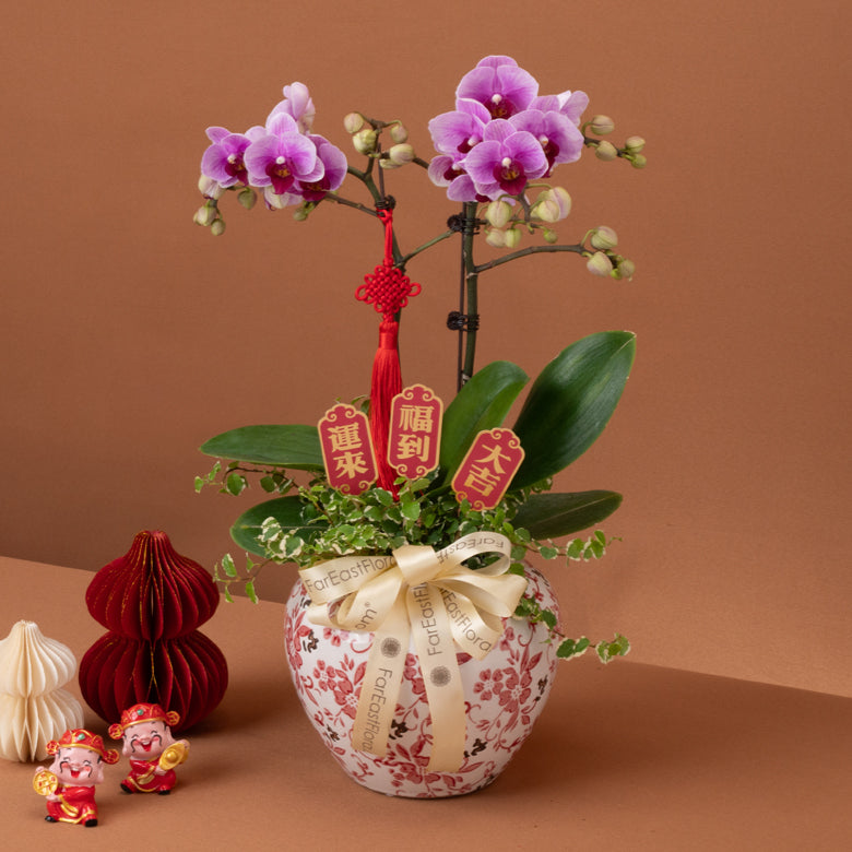 瑞春盈福 Spring Fortune – Phalaenopsis