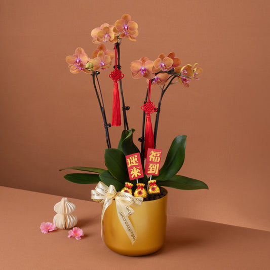 金采盈福 Golden Charm – Phalaenopsis