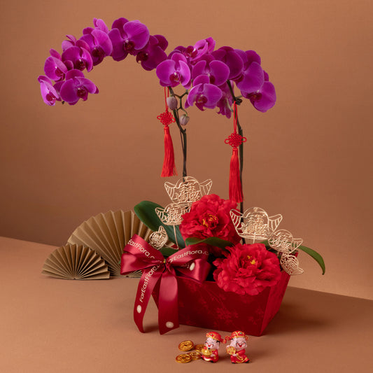 锦绣华禧 Majestic Harmony – Phalaenopsis
