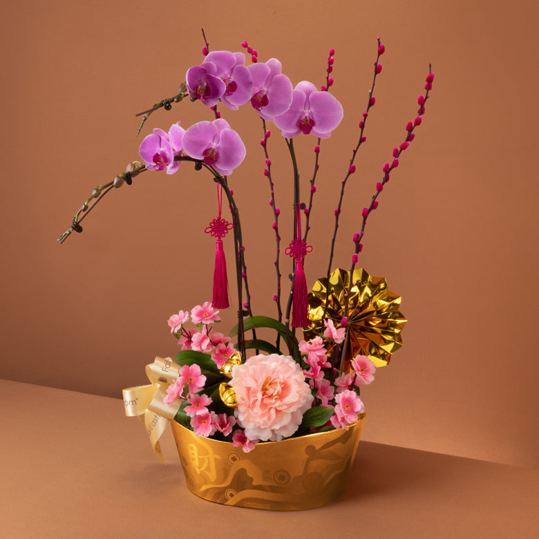 金运绽彩 Golden Fortune – Phalaenopsis