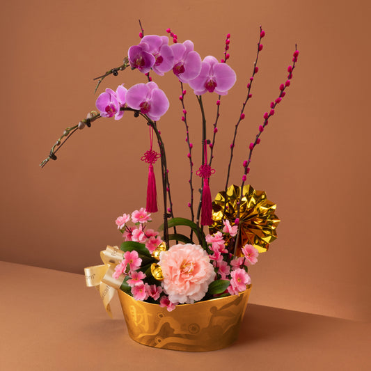 金运绽彩 Golden Fortune – Phalaenopsis