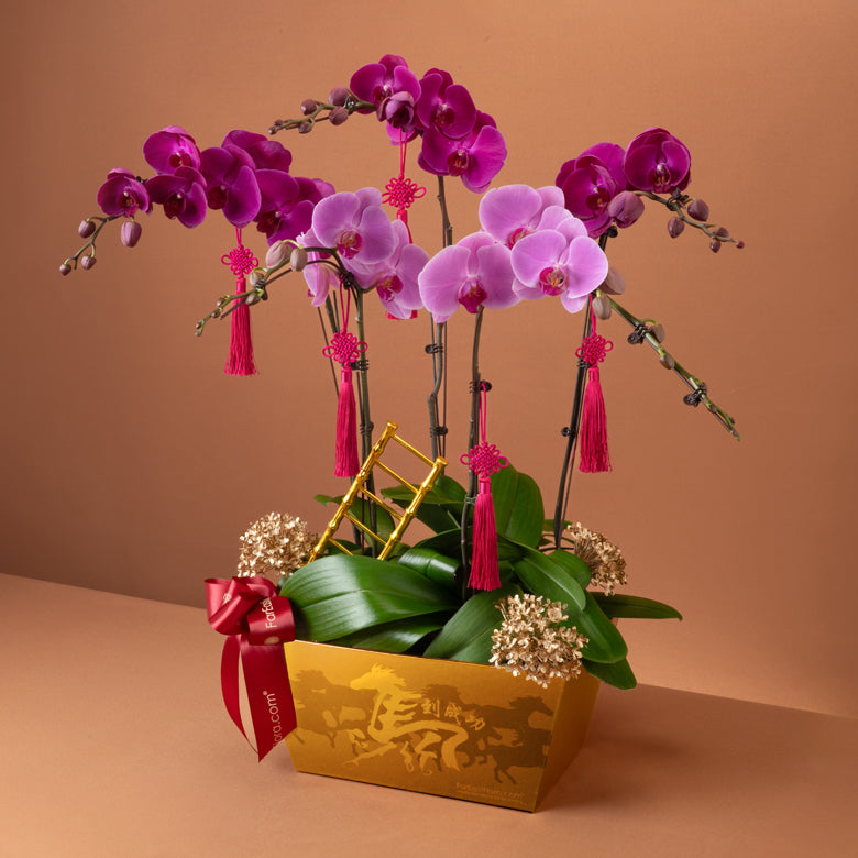 步步呈祥 Steps of Success – Phalaenopsis