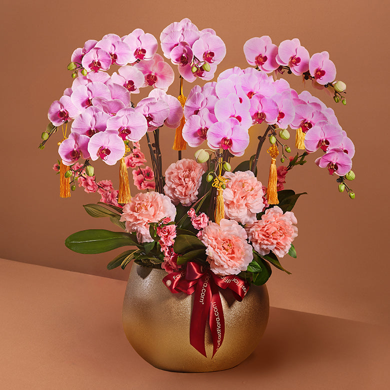 金彩迎福 Golden Radiance – Phalaenopsis