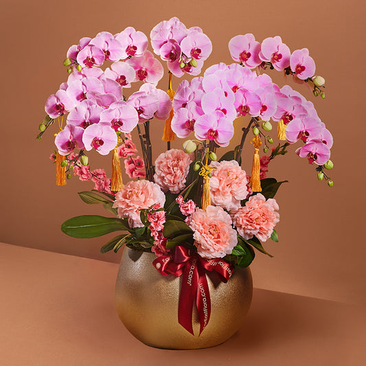 金彩迎福 Golden Radiance – Phalaenopsis