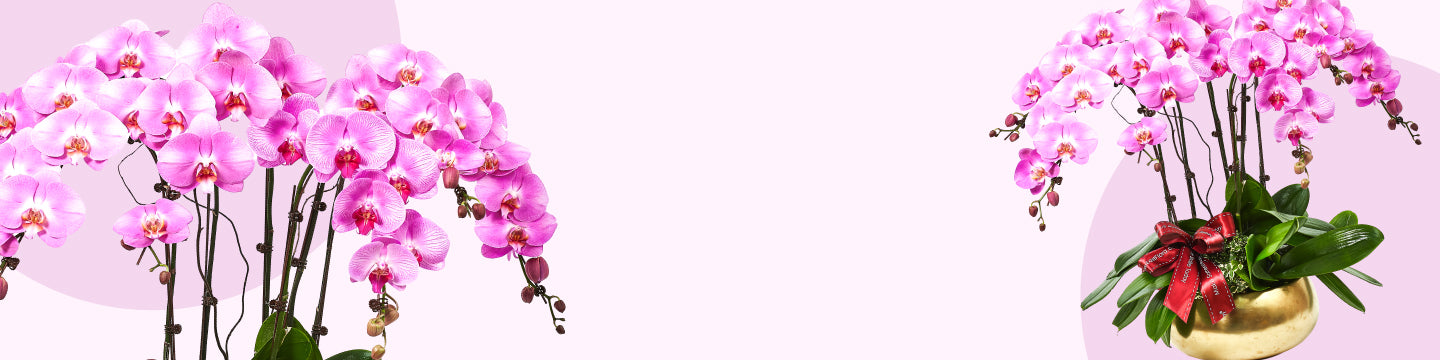 Celebrate the season with blooms that symbolise success and harmony. Blooming Prosperity